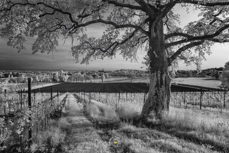 La Quercia - Il custode del vigneto | (Cappella Maggiore · Treviso)