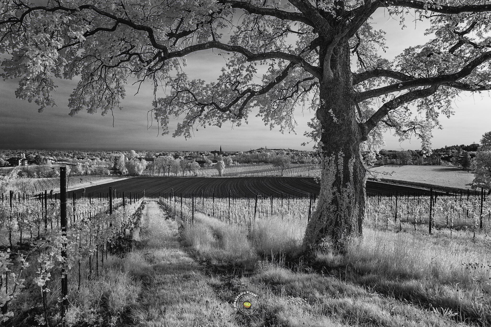 La Quercia - Il custode del vigneto | (Cappella Maggiore · Treviso)