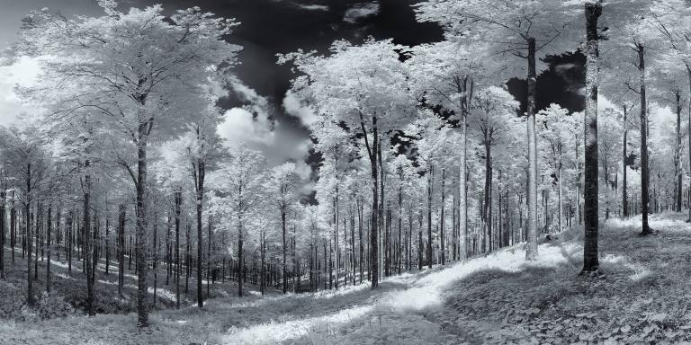 Luci ed ombre | Bosco del Cansiglio (Fregona · Treviso)