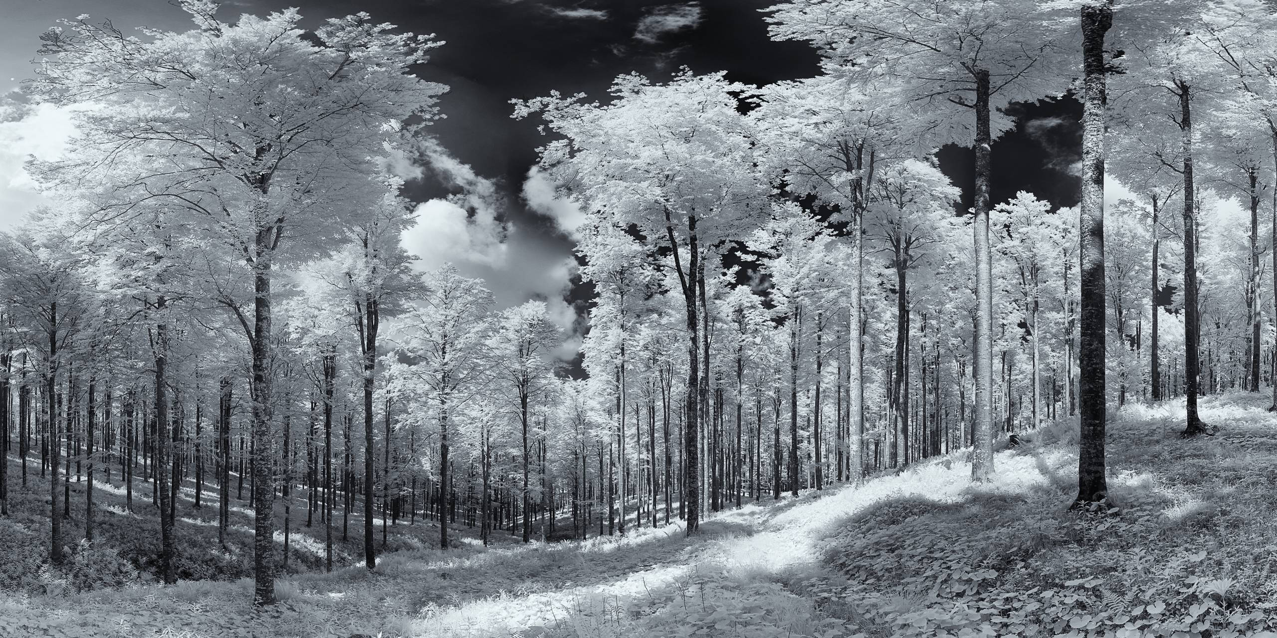 Luci ed ombre | Bosco del Cansiglio (Fregona · Treviso)