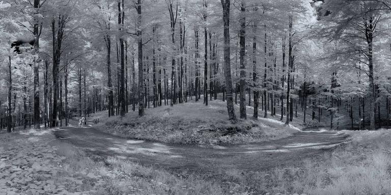 Luci ed ombre | Bosco del Cansiglio (Fregona · Treviso)