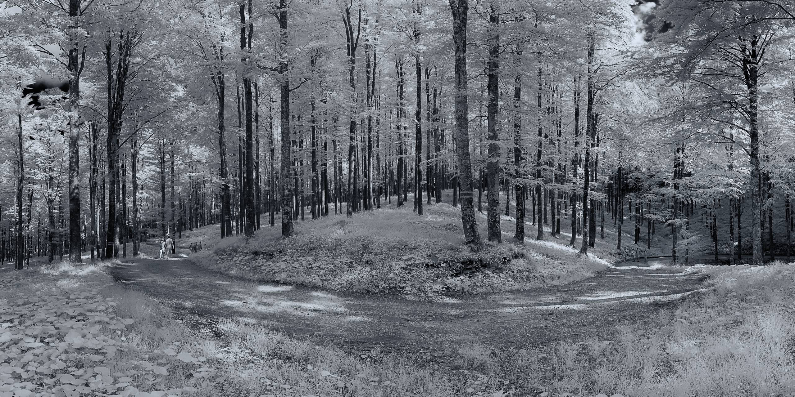 Luci ed ombre | Bosco del Cansiglio (Fregona · Treviso)